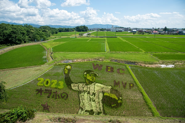 大谷翔平 田んぼアート